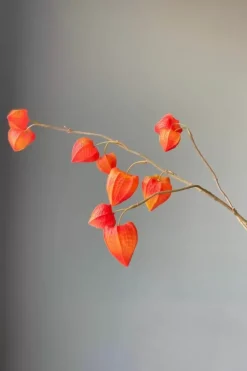 Pip Kunstbloemen Fall Beauty<Pip Studio Clearance