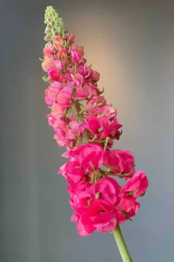 Pip Kunstbloemen Sunset Kiss<Pip Studio Best